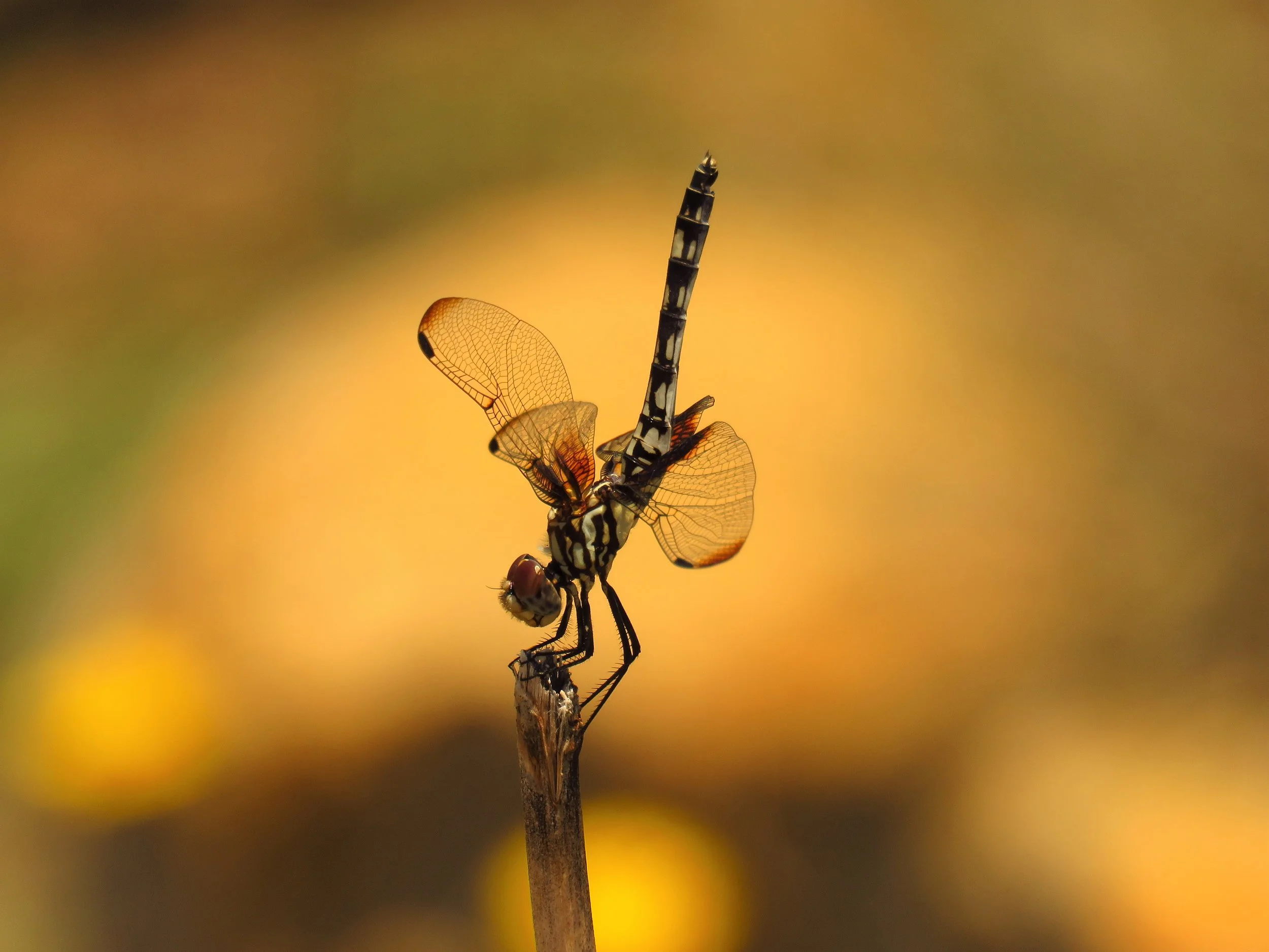 Dragonflies…On the Fly — Beautiful Hays County